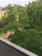 geräumige 2-Zimmer Wohnung in Mörsenbroich mit tollem Grundriss! - Ausblick BAlkon